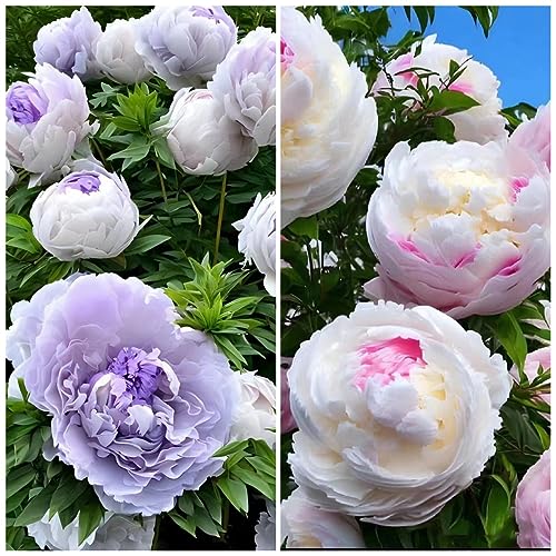 3 Bulbos De Peonía, Plantas Bulbosas De Peonía, Bulbos Decorativas De Flores De Primavera (Paeonia Suffruticosa), Plantas De Balcón Robustas, Bombilla De Regalo Pequeña Y Resistente