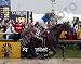 American Pharoah Preakness Stakes Triple Crown Winner 8x10 Photo