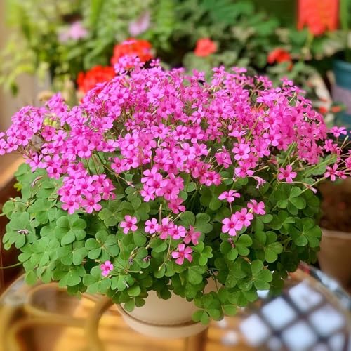 Lampadina di oxalis triangularis,decorazione del balcone,da ombra perenne resistente,splendidamente luminosi conda 10pcs