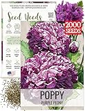 Seed Needs Poppy Seeds for Planting Purple Peony Poppies - Heirloom & Open Pollinated Violet Flowers to Attract Butterflies & Pollinators to a Butterfly Garden (1 Pack)