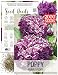 Package of 500 Seeds, Purple Peony Poppy (Papaver paeoniflorum) Open Pollinated Seeds By Seed Needs