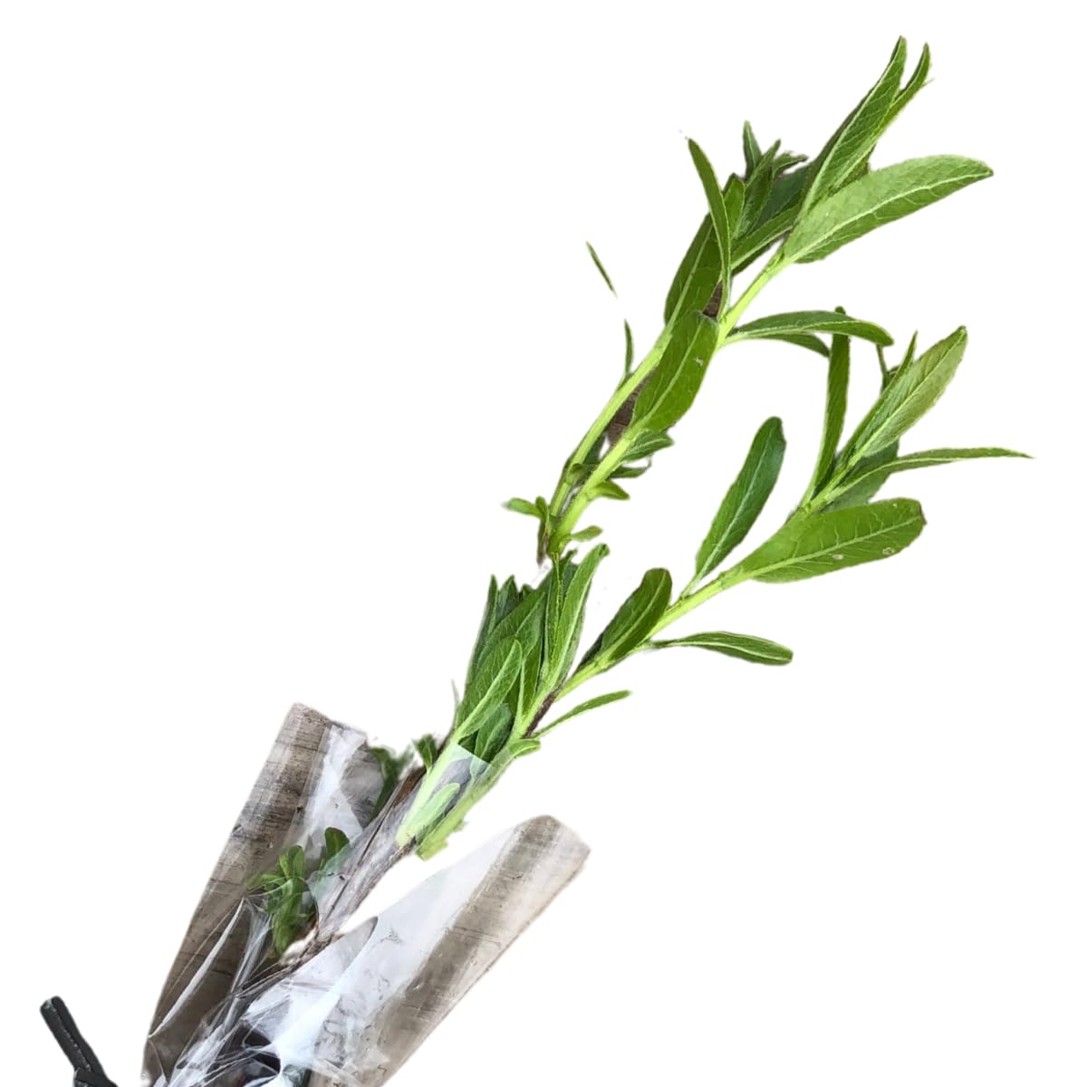 Smoke Camp Crafts Dappled Willow Plant