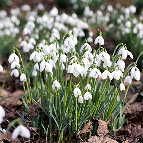 10 Snowdrop Galanthus Autumn White Flower Bulbs Corms Growing Gardening Spring