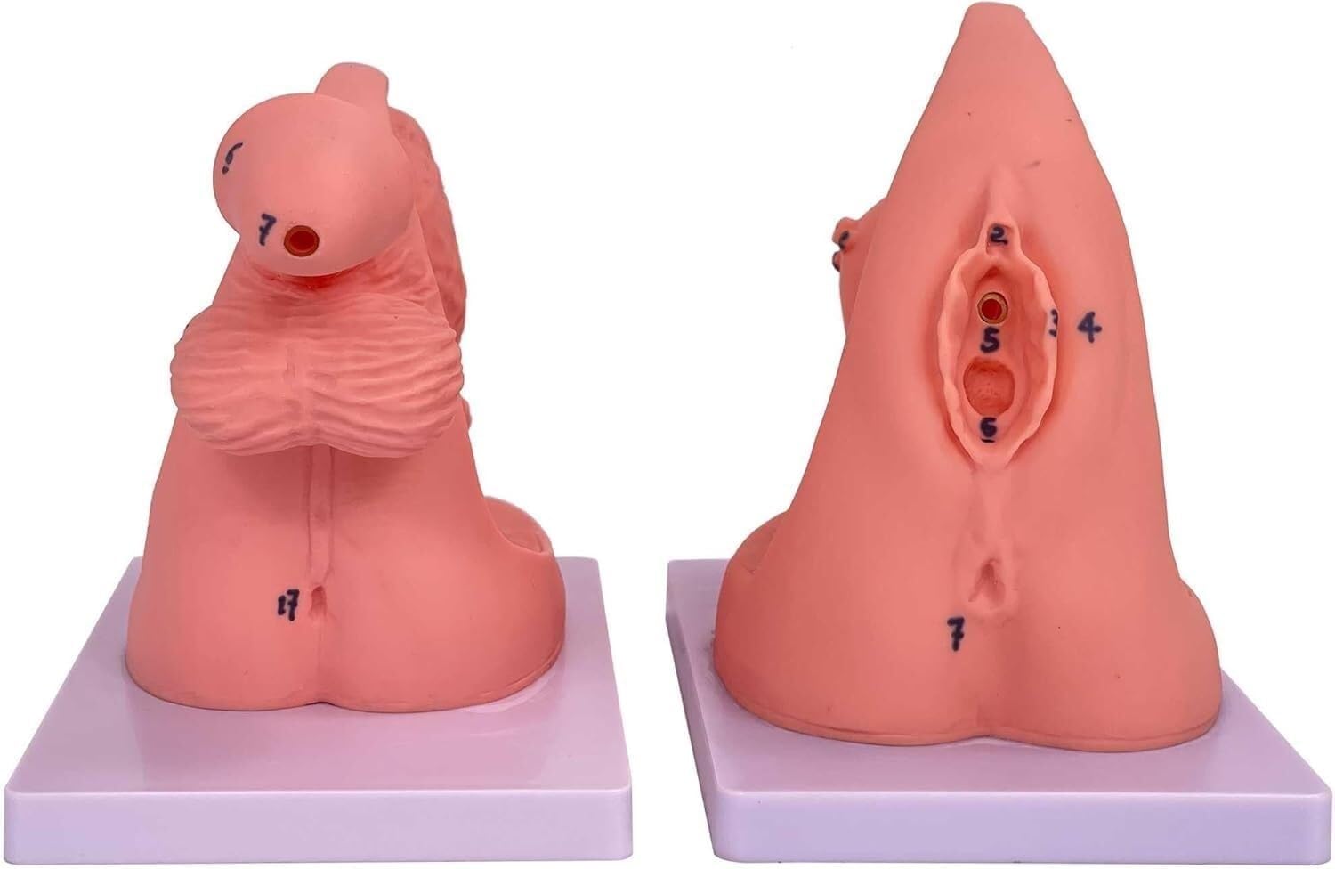 HEQIM Male and Female Catheterization Model Internal and External genitalia, 2-Piece Catheterization Model, PVC Anatomical Model Nursing Practice Suitable for Medical Clinical Teaching and Internship