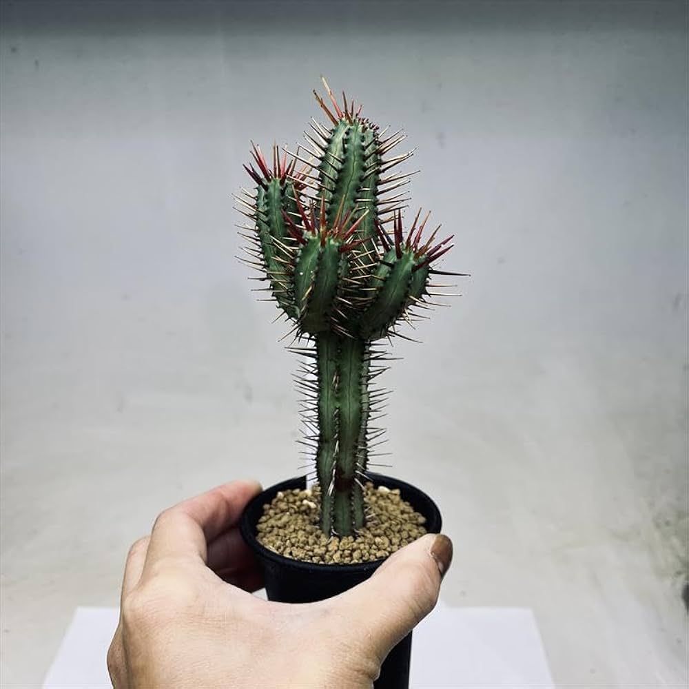 多肉植物☆ユーフォルビア属☆紅彩閣（エノプラ）☆B☆（2号鉢）