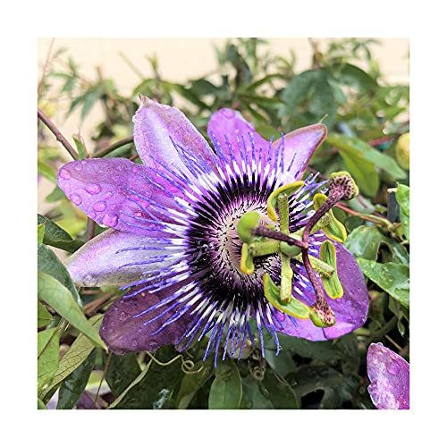 Easy to Grow Passion Flower Betty Myles Young 1 Plant - Potted Vine in Quart Grower Pot Summer Fragrant Purple Blooms (Passiflora)