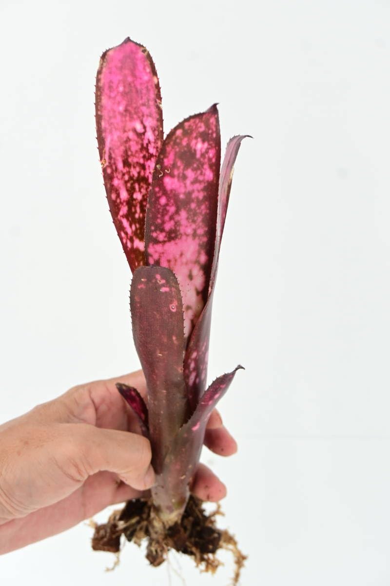 る*た様 Billbergia 3株セット る*た様 Billbergia 3株セット る*た様 Billbergia 3株セット