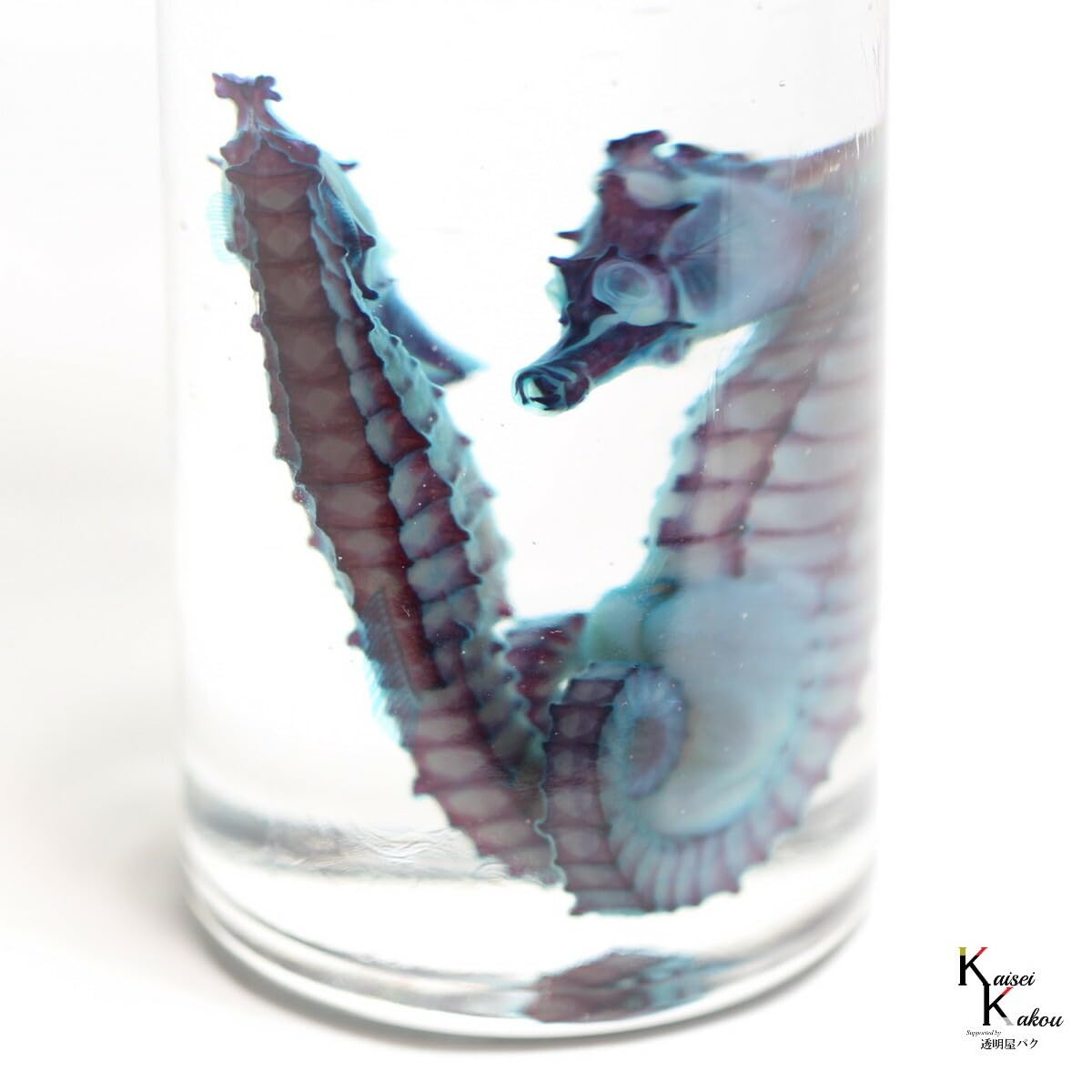 Amazon.co.jp: 「透明標本 クロウミウマ オスメスペア