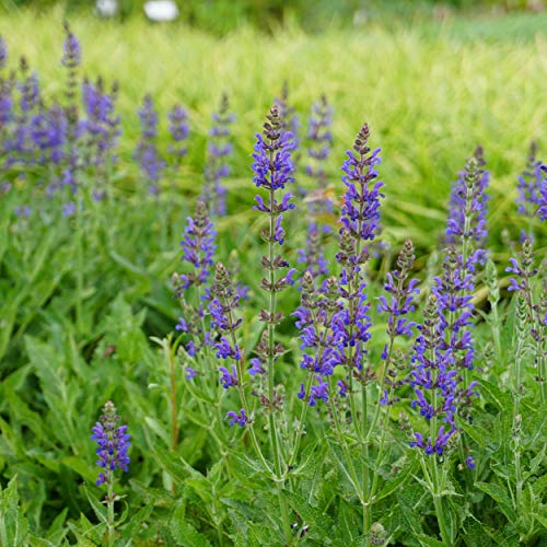 Blütensalbei Die 15 besten Produkte im Vergleich Hausbauberater