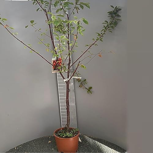 SAVINI VIVAI Plantes fruitières Cerisier Burlat en pot 22-24 cm 2...