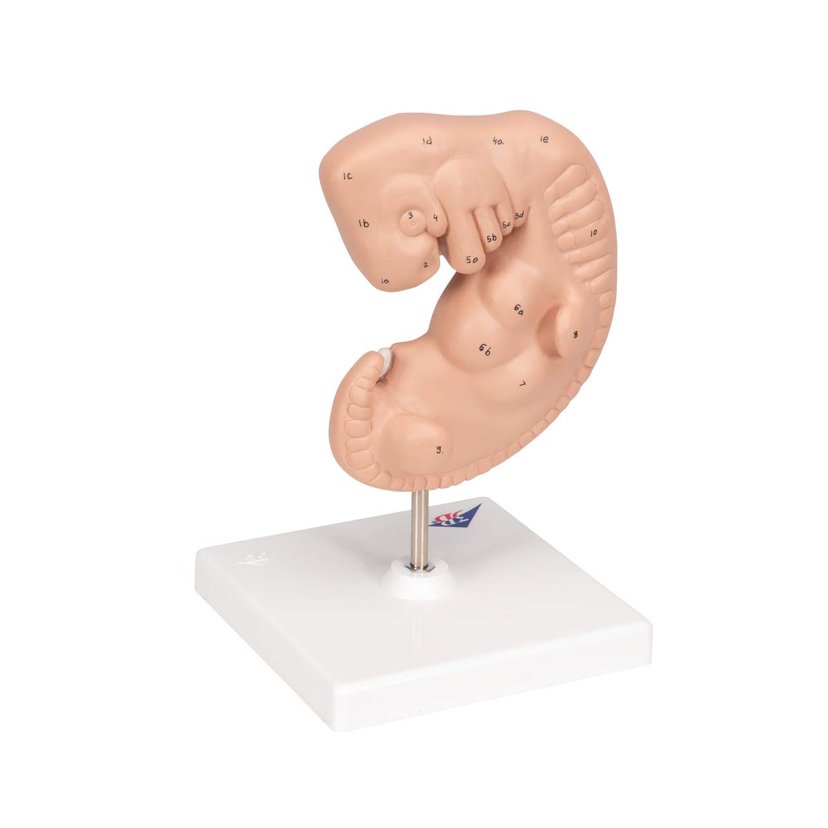 3B Scientific L15 Modelo de anatomía humana Embrión, 25 Veces + App de anatomía gratuita - 3B Smart Anatomy