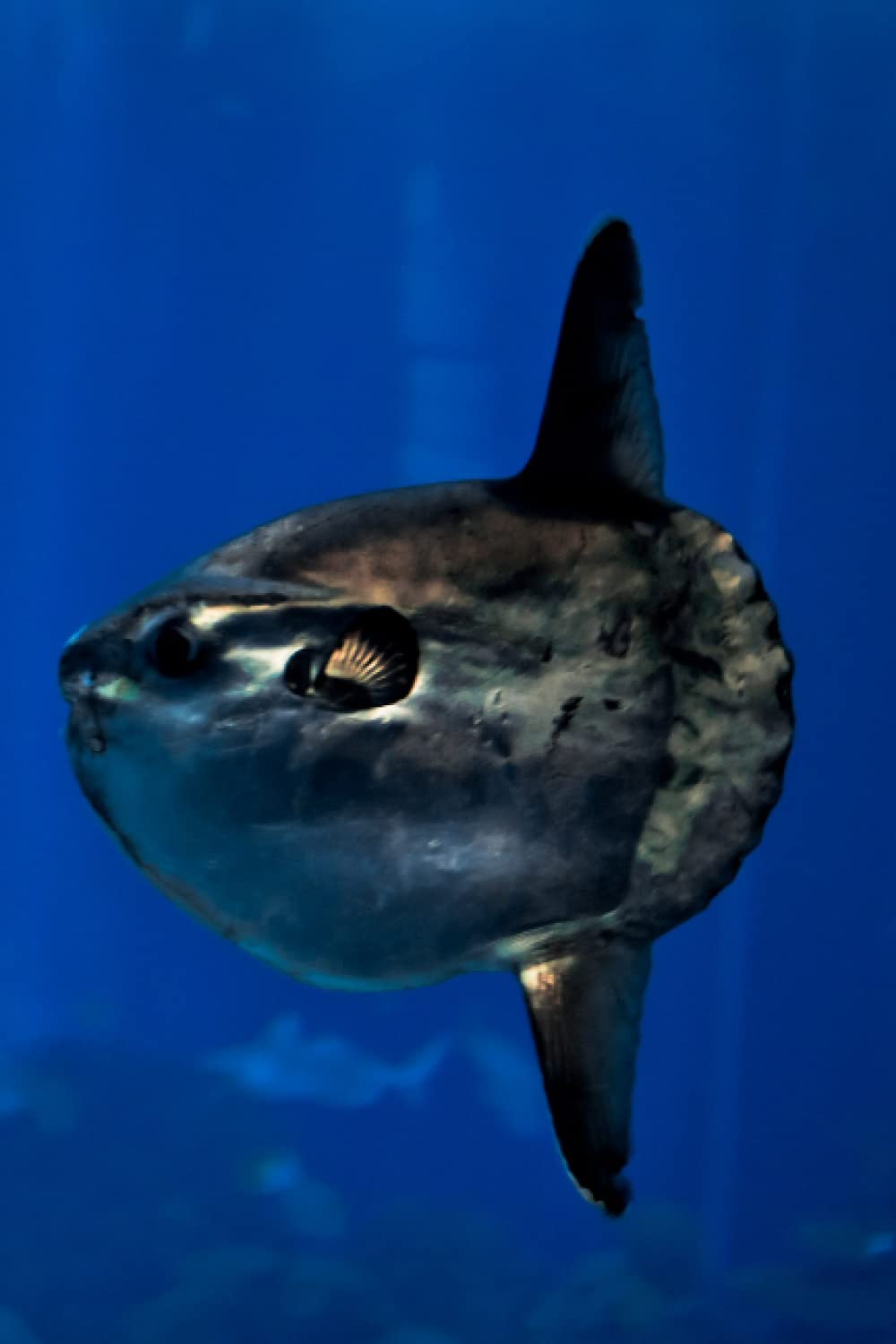 Notebook: Mola mola 6x9 lined journal, diary: Ocean Sunfish