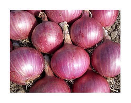 Pcs - 180x Red Leek Or Spring Onions Apache Vegetables Plants - Seeds K502 Plants Shop Samenbank Pfullingen Patrik Ipsa