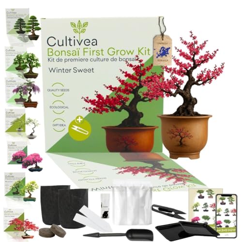 CULTIVEA Kit First Bonsai – Autocultivo de bonsai com sementes e ferramentas, fácil e completo, ideia de presente (Wintersweet)