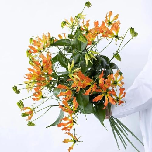 3 piezas bulbos de lirio de llama, regalos para amantes de la jardinería gloriosa superba, maceta bonsai de interior bonsai flor bulbo Bloom Garden bulbos de flores de primavera bulbos