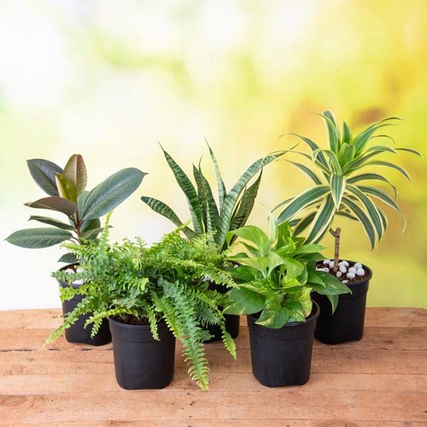 Mphmi NCR Live Plants Pincushion Cactus - Cactus Plant (B0CDS7CH83) Amazon Price History, Amazon Price Tracker