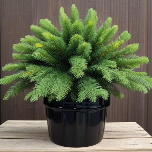 Christmas Tree Live Healthy Plant with Best Pot Indoor Indoor Plant (B0CQPLHJDX) Amazon Price History, Amazon Price Tracker