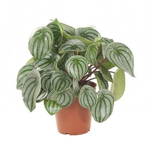 Peperomia Argyreia Planta PREMIUM De Interior Begonia Sandía Exclusiva
