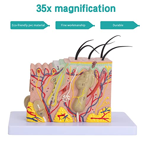 Image of Skin Anatomical Model - Skin Layers Anatomy Model 35X Enlarged Anatomical Skin Model for Science Study or Patient Education