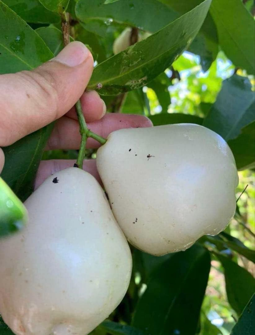 Amazon｜台湾白玉レンブ 取木苗木 蓮霧｜観葉植物 オンライン通販