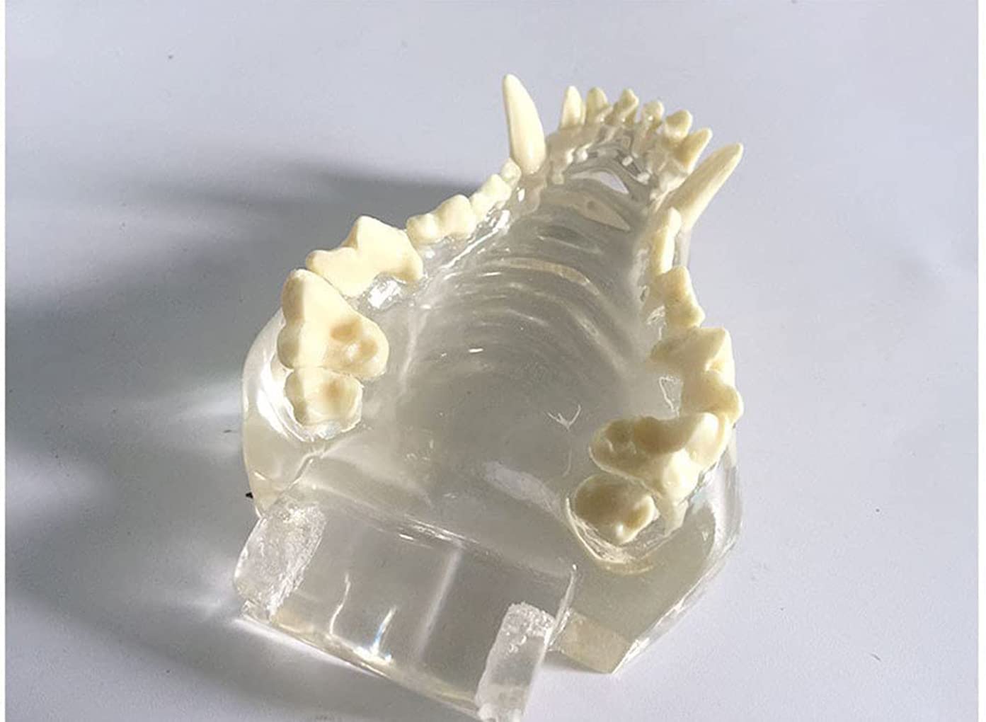 Model zębów psa, anatomiczny przezroczysty pies dentystyczny czaszka szczęka, zwierzę ustne zwierzę domowe weterynaryjne narzędzie do nauczania