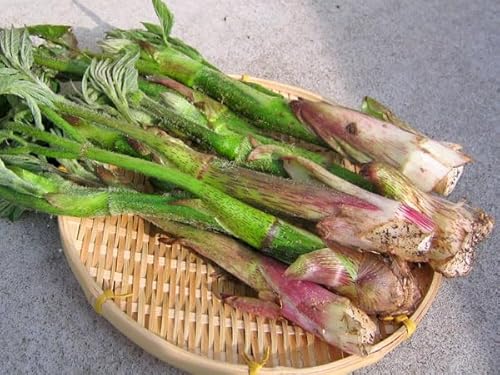 北海道産 山ウド2Kg（10～20本程度）のサムネイル