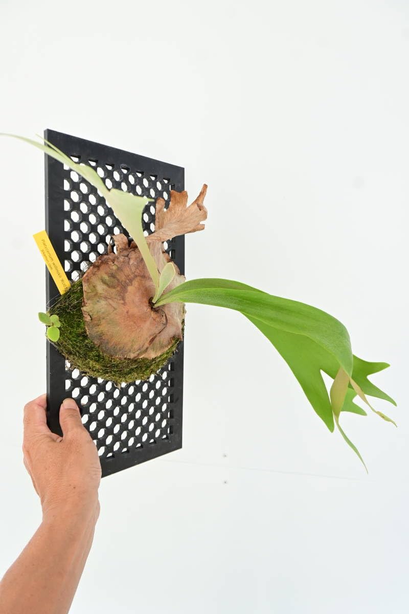 Amazon.co.jp: P.willinckii 'RU01' @bikamori.com ウィリンキー