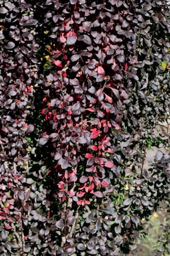 Berberis thunbergii 'Red Pillar' 10–15 cm – Winterhart, Mehrjährig, Pflegeleicht – Säulen-Berberitze – Heckenpflanze für Garten & Sichtschutz
