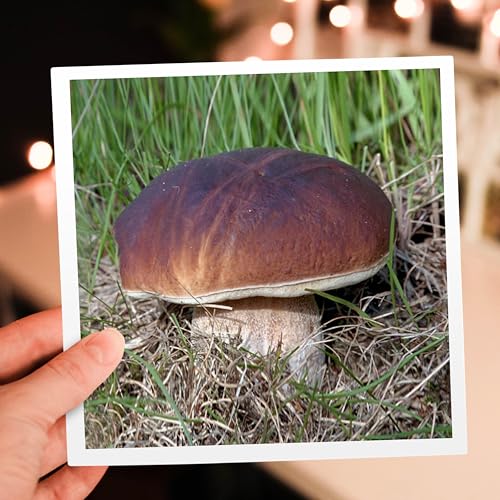 Cartes de vœux champignon lot de 12 pour correspondances créatives - 7