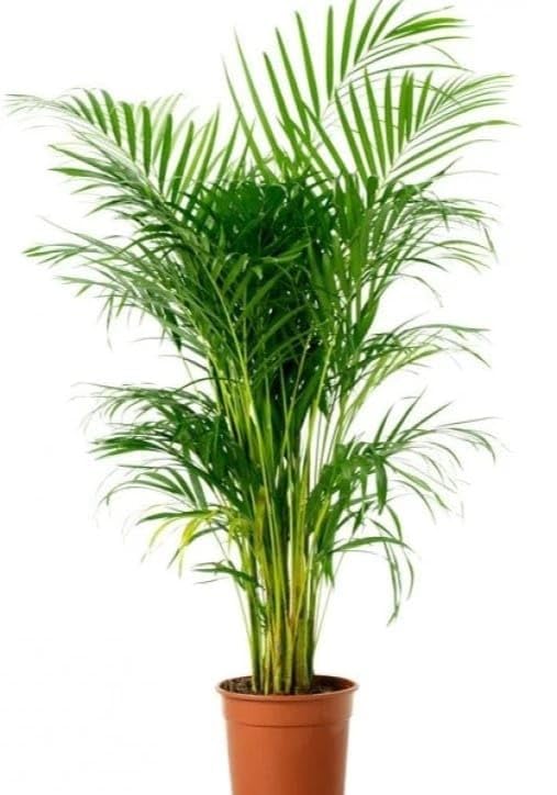 GENALESA Areca Palm Plant – Natural Air Purifier – Indoor & Outdoor Organic Plant – Stylish Home & Office Décor – A1 Fresh Live Plant NO Pot GL-7745-image-13