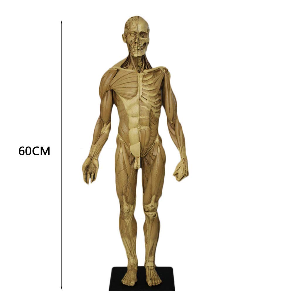 ANATOMY MALE 人体模型 Anatomy Tools ANATOMY MALE 人体模型 Anatomy