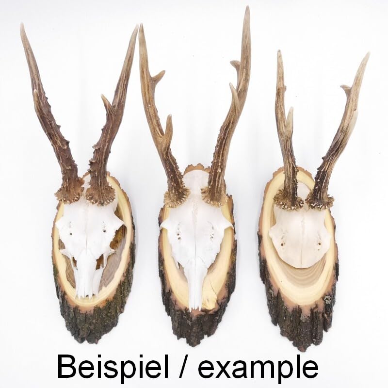 KRUMHOLZ 10 Stück Trophäenschilder Akazie AF 17 cm Rehbock Geweih Baumschild