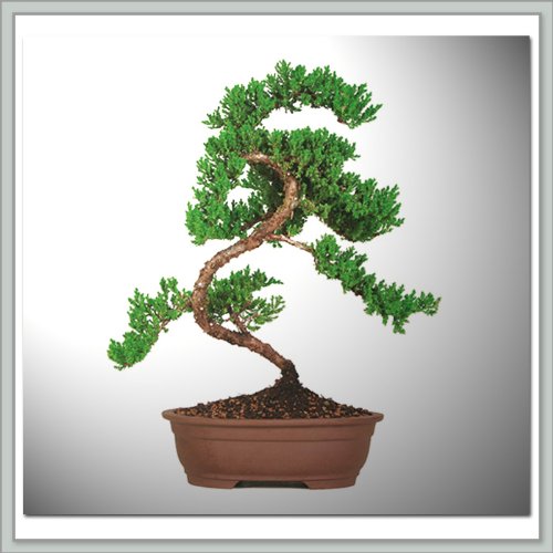 Bonsai Trees & Tools Upright Juniper Bonsai Tree I