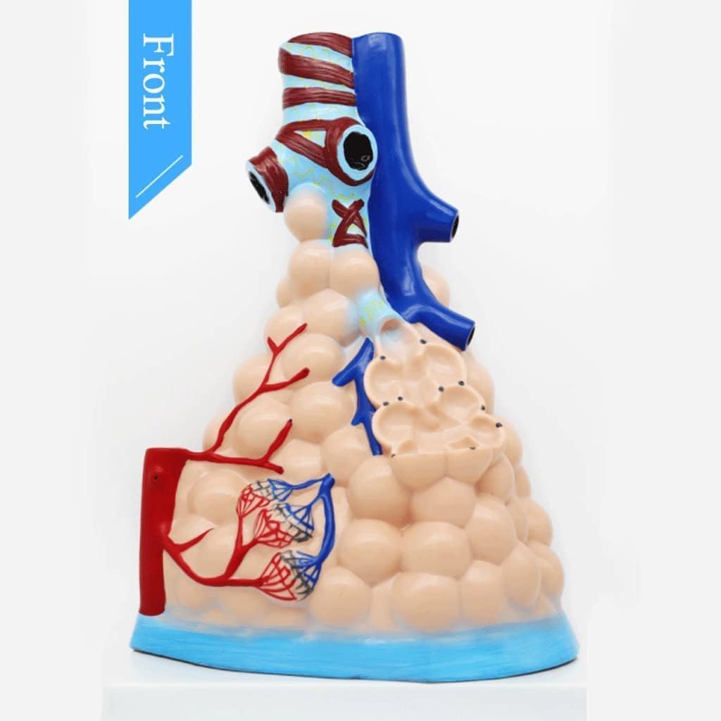 Materiał PVC Model ciała człowieka Powiększony model anatomiczny pęcherzykowy Model narządów ludzkich Model medyczny do nauki w klasie