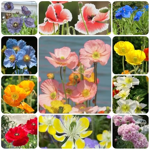 Semillas de amapola de maíz perennes, raras Papaver rhoeas, de jardín orgánicas semillas de cobertura del suelo resistentes 1000pcs