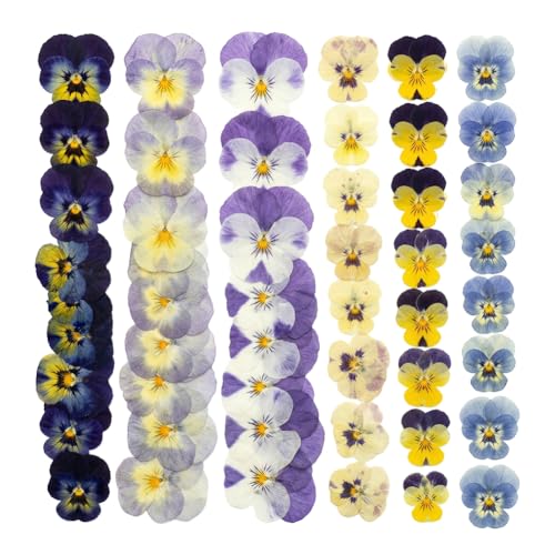 48 Piezas Flores Secas Naturales Viola Tricolor Mix miniatura 2
