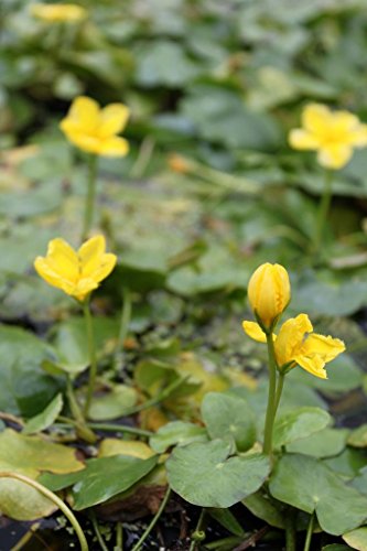 WASSERPFLANZEN WOLFF - Nymphoides peltata - Seekanne, gelb - heimisch...