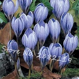 80 Pcs Many Varieties Saffron Seeds Saffron Flower Seeds Saffron Crocus Seeds It is Not The Saffron Seeds DIY Home Garden