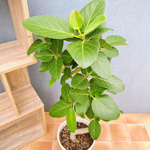 フィカス ゴムの木 ベンガレンシス 87番 曲り インテリアグリーン 室内 ドライガーデン 観葉植物
