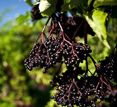 RWS 100 semillas de saúco negro, semillas de saúco, Sambucus nigra, árbol de la lila