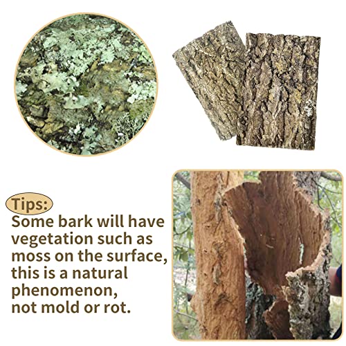 Image of Fhiny 2 PCS Cork Bark Background, 11.6 inch x 7.7 inch Natural Reptile Terrarium Backdrop, Reptile Climbing Wall Decor for Bearded Dragon, Gecko, Chameleon, Snake
