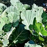 Clovers Garden Georgia Collard Greens Plants - Two (2) Live Plants – Non-GMO - Not Seeds - Each 4' to 8' Tall – in 4' Inch Pots - Heirloom, Heat Tolerant, Cold Hardy, High Yield