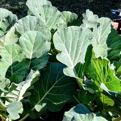 Clovers Garden Georgia Collard Greens Plants - Two (2) Live Plants – Non-GMO - Not Seeds - Each 4'...