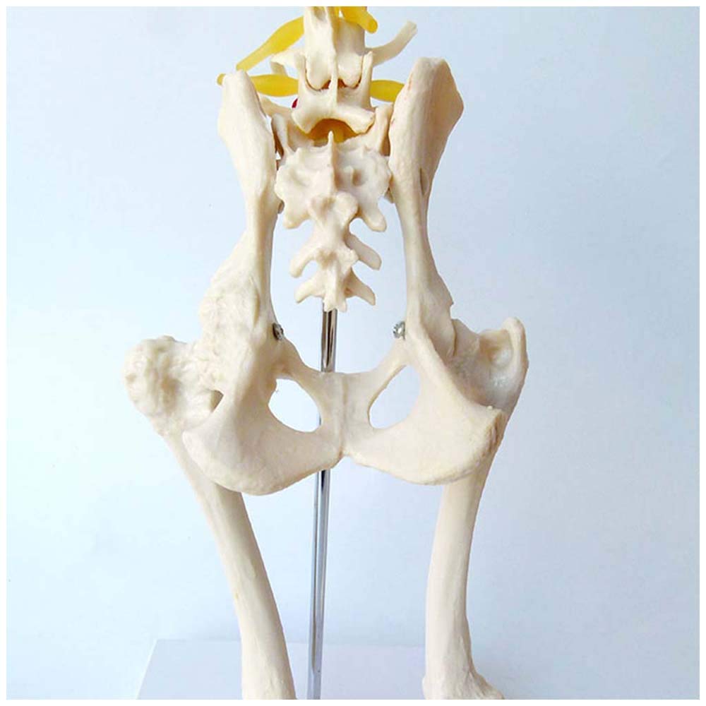 Sjdopulse Canine Hip Joint Skeleton Model - Dog Hip Joint Bone Model - Pvc Anatomical Anatomy Leg Nerve Joint Model - For Medical Educational Training Aid