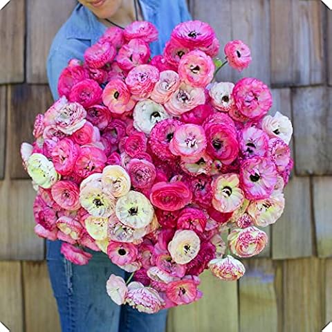 Ranunculus Bulbs for Planting Now UK/Strong Plants That Grow Well/Mix Golden Jade Carving Feels Perfect-10 Bulbs,c Cover