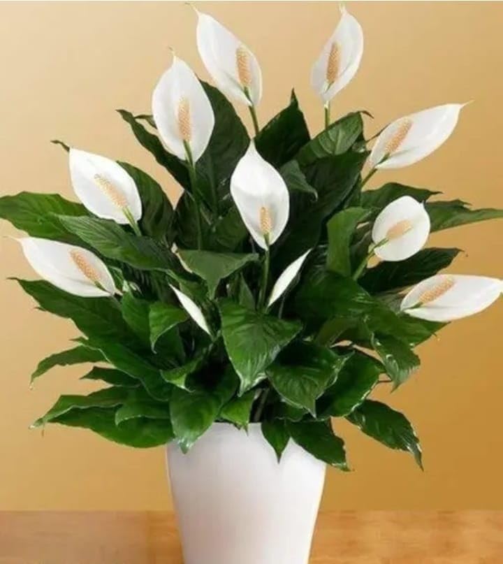 Peace Lily (Spathiphyllum) – Air Purifying Live Indoor Plant with Pot-image-26