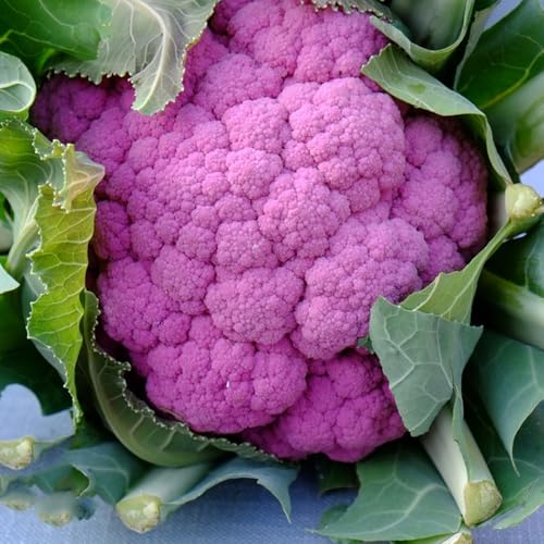 Semi di cavolfiore, semi di rare da esterno resistenti all'esterno aromatiche da giardino per luoghi soleggiati copertura del terreno regali 400pcs