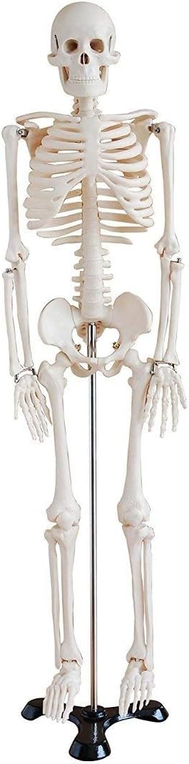 mLabs Anatomical Model Human Skeleton Model 85CM 33.5 Inches