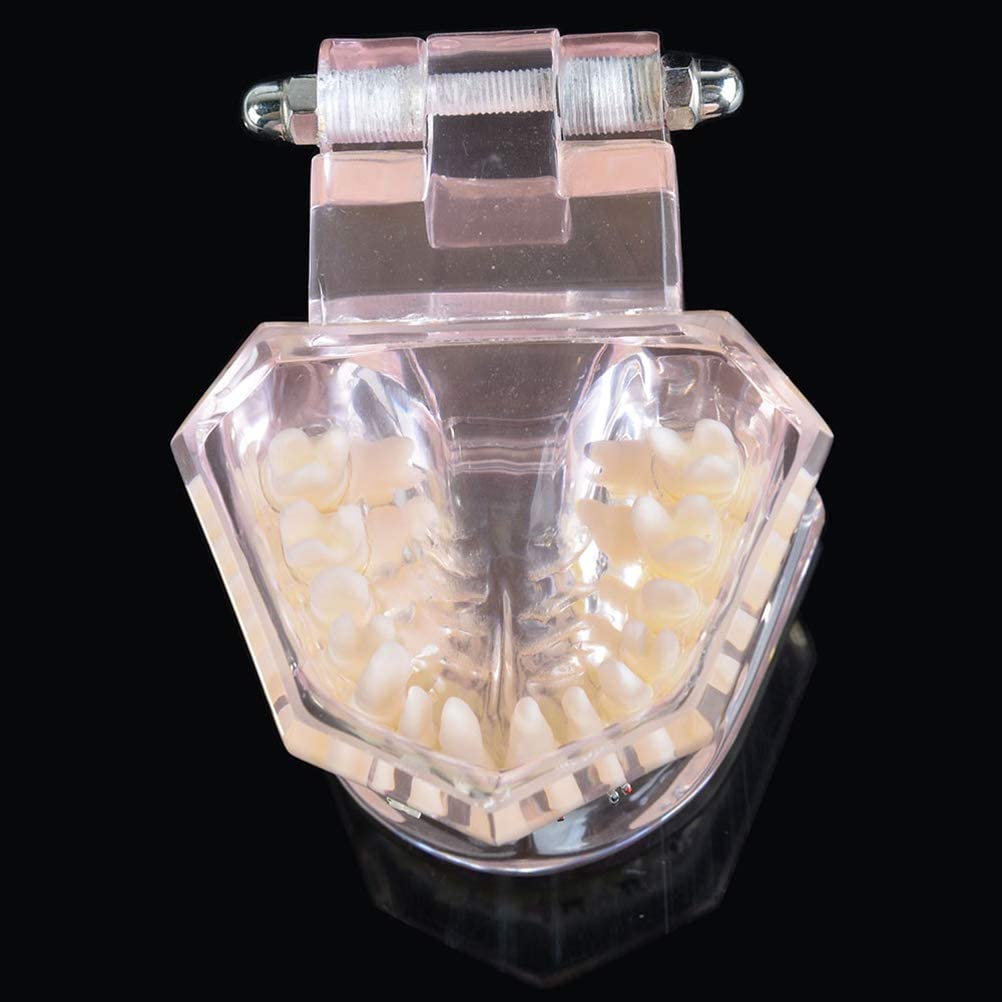 Modello ortodontico Dentale, Modello Standard ortodontico Dentale per Adulti con dimostrazione, per Strumento didattico per Lo Studio odontoiatrico della Scienza Me