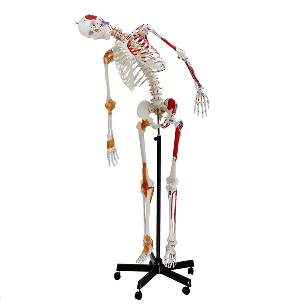 Buy Study Model 11 Life Size Human Skeleton Anatomical Model Human